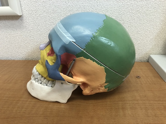 頭蓋骨の模型